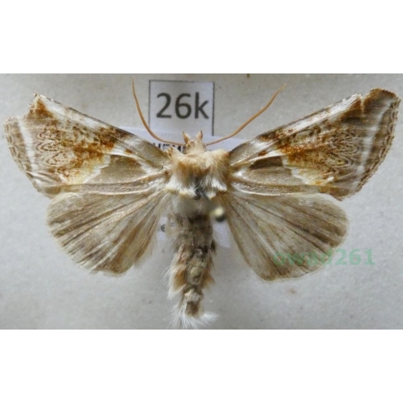 Habrosyne pyritoides (Hufnagel, 1766) Pluszówka agatka Czech26k